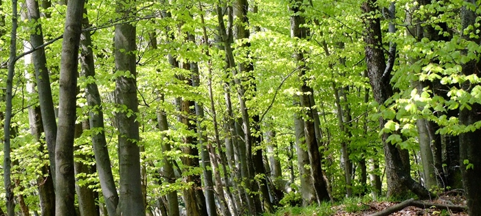 La forêt de seillon.